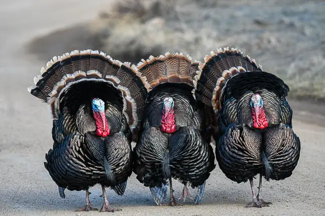 3 Turkey Toms fanning on the road